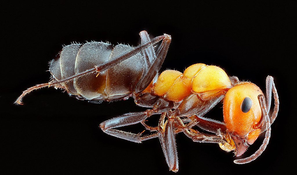 Ant Control service in Apple Valley, CA