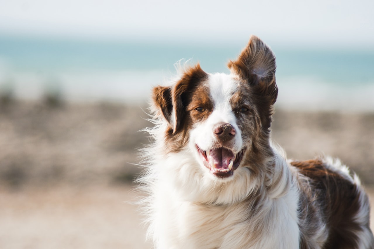 Flea & Tick Control service in Apple Valley, CA