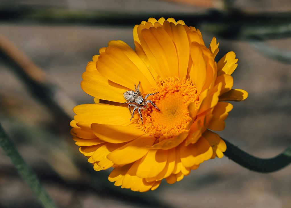 Spider Control service in Apple Valley, CA